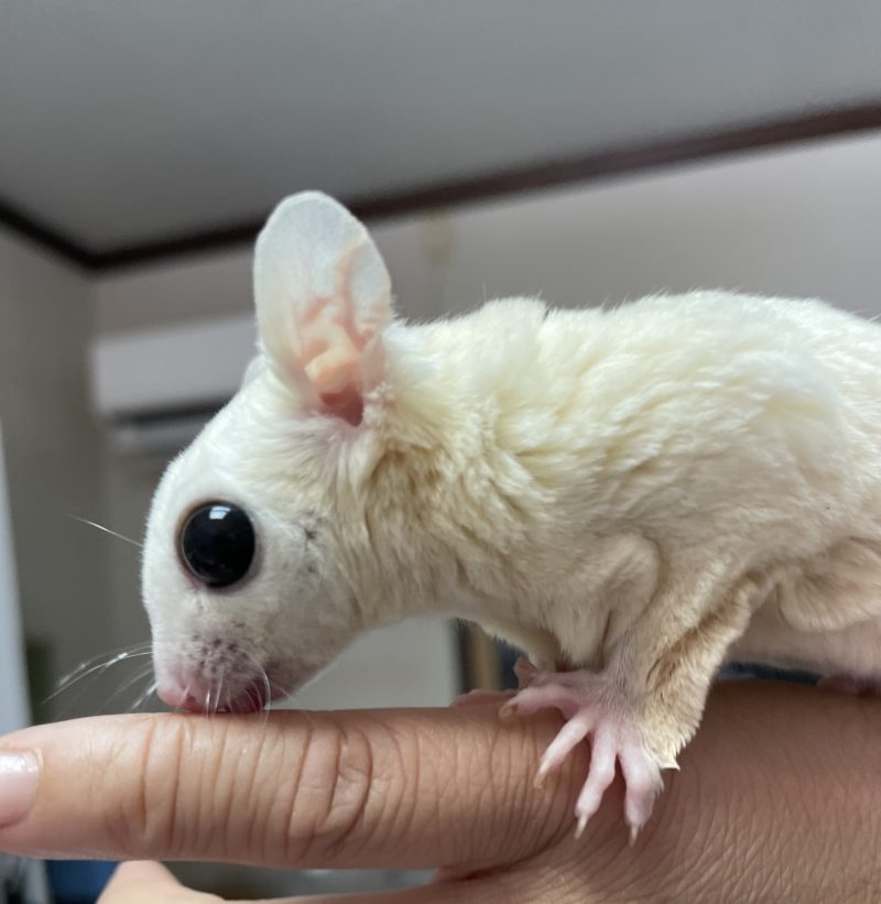 オープン]完全予約制の国内繁殖フクロモモンガブリーダー